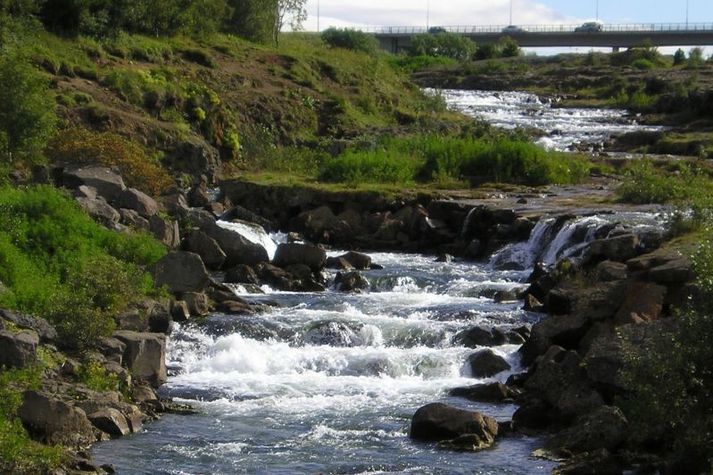 Það eru flottar laxagöngur í Elliðaárnar þessa dagana