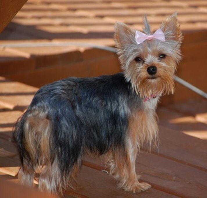 Yorkshire Terrier hundar eru afskaplega sætir.