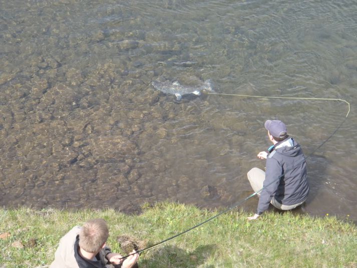 Vænn lax þreyttur í Hrútafjarðará