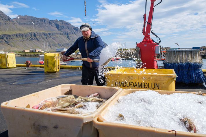 Frá löndun á þorski í Breiðdalsvík. Þorskur er talinn hafa verið fjórðungi stærri þegar menn námu fyrst land á Íslandi samkvæmt nýrri rannsókn.