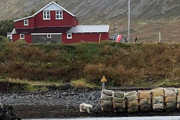 Kona á níræðisaldri var nýkomin inn í sumarbústað á Höfðaströnd í Jökulfjörðum þegar hún sá hvítabjörn örskammt frá