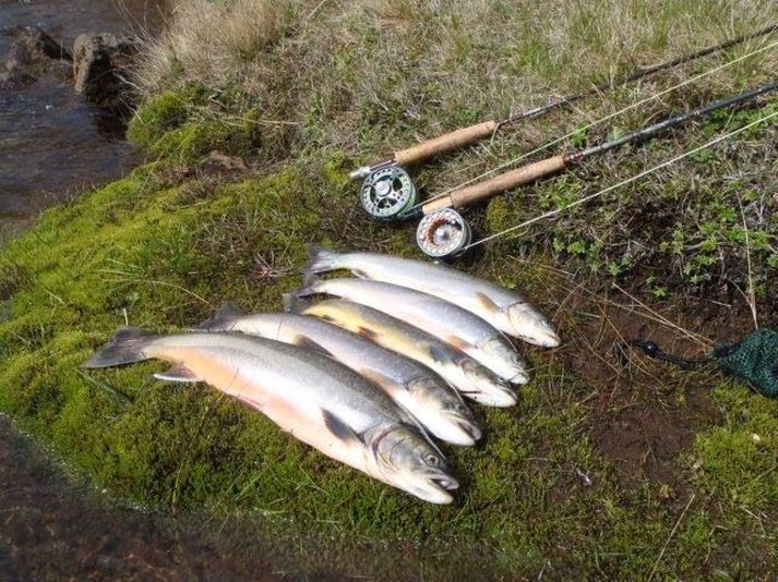 Flottar bleikjur úr Hraunsfirði