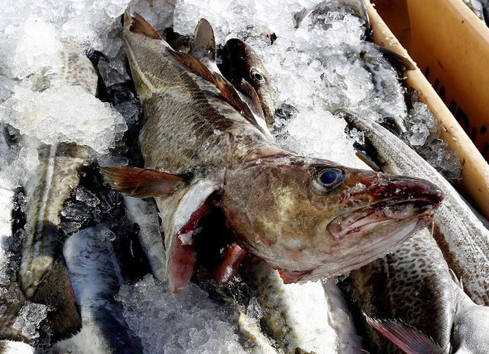 Sjávarútvegur Ráðuneytið gaf í gær yfirlýsingu til að mótmæla fréttum um að ný reglugerð ESB styrkti samningsstöðu Íslands í aðildarviðræðum. Fréttablaðið/GVA