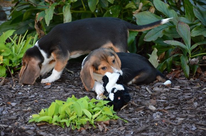 Hvolparnir sem komu í heiminn voru af tegundinni seven beagle og beagle-spaniel blendingur.