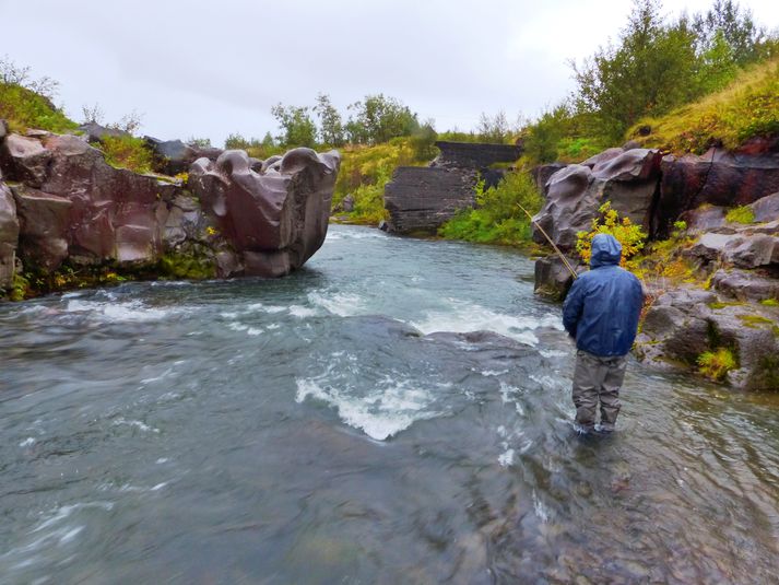 Nú má veiða aftur á maðk í Leirvogsá