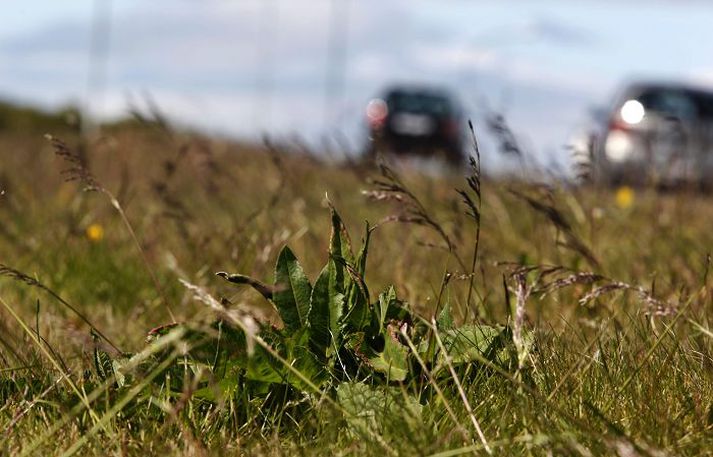 Margir hafa tekið eftir því að sjaldnar er slegið í borgarlandinu nú en áður. Víða er að sjá sem kargaþýfi sé á túnum.