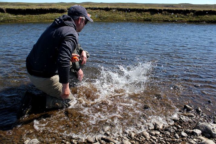 Laxi sleppt í Miðfjarðará