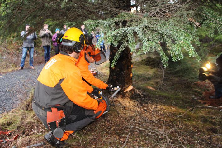 Dagur B. Eggertsson við fellingu Oslóartrésins í Heiðmörk í morgun.