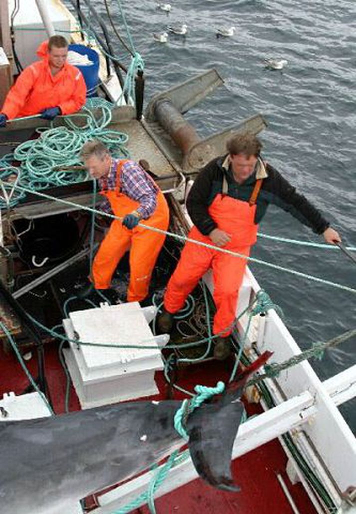 Hrefnuveiðimenn
Allt að fjórir hrefnuveiðibátar eru við veiðar í senn og er allt útlit fyrir að það náist að veiða kvótann áður en framlengdu veiðitímabili lýkur 4. ágúst.
