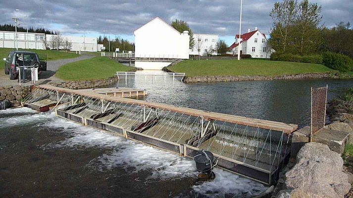 Í Elliðaánum er laxateljari