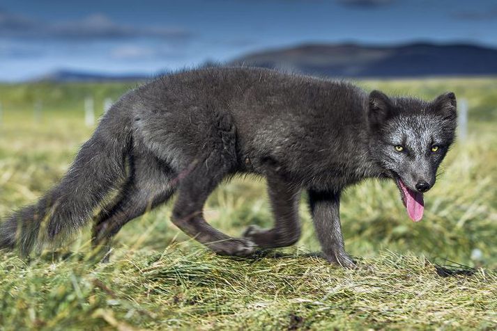 Skæður dýrbítur leikur nú lausum hala í Borgarbyggð. Hann drap kind í vikunni og er hún illa leikin.