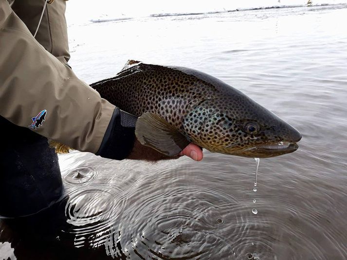 Flottur urriði sem veiddist í Mýrarkvísl við opnun 1. apríl