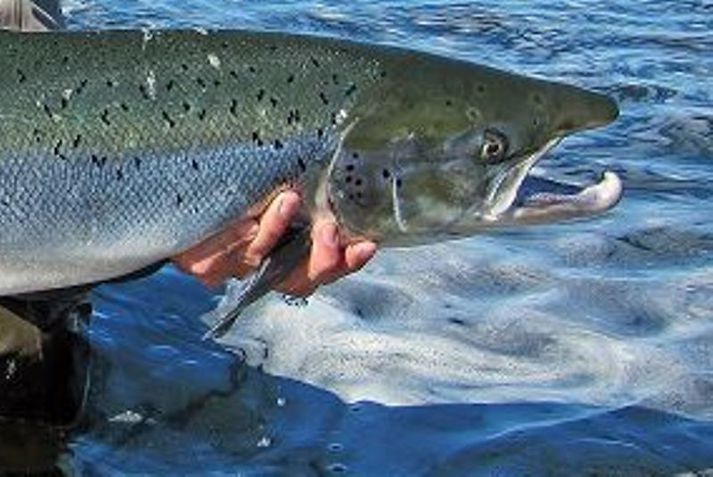 Risafiskur Þessi fiskur úr Laxá í Aðaldal reyndist 104 sentimetrar en fiskurinn hans Björns var 110 cm. Því miður náðist ekki mynd af ferlíkinu. mynd/óskar páll sveinsson