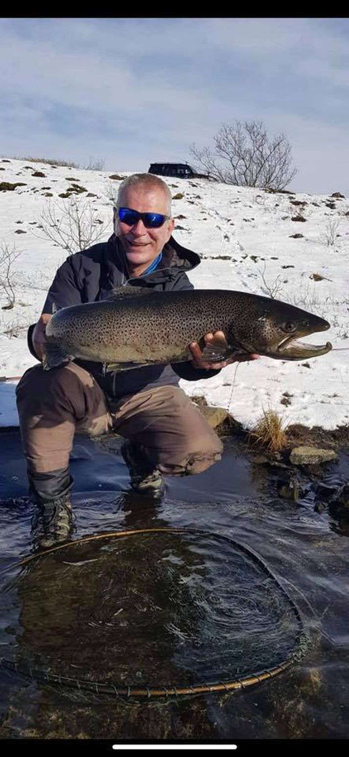 Þessi sjóbirtingur var vigtaður 8,5 kíló.