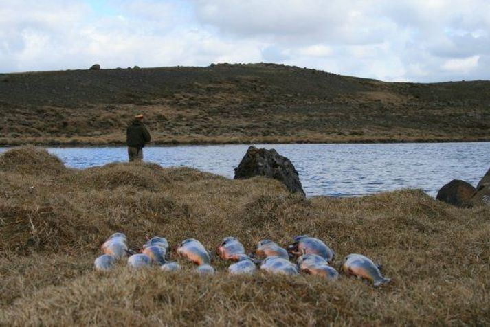 Maiveiði við fjallavatn í fyrra.  Vatnið er ísilagt í ár á sama tíma upp á dag.