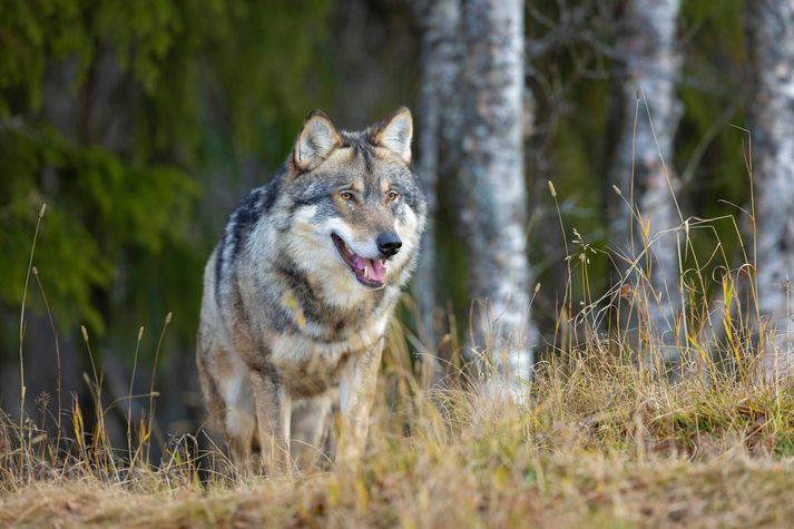 Hegðun úlfsins er sögð óvenjuleg en þeir forðast fólk almennt.