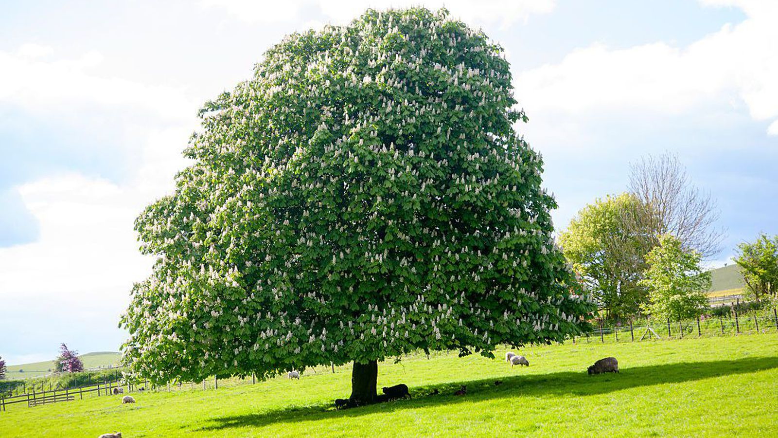 Каштан Европейский дерево