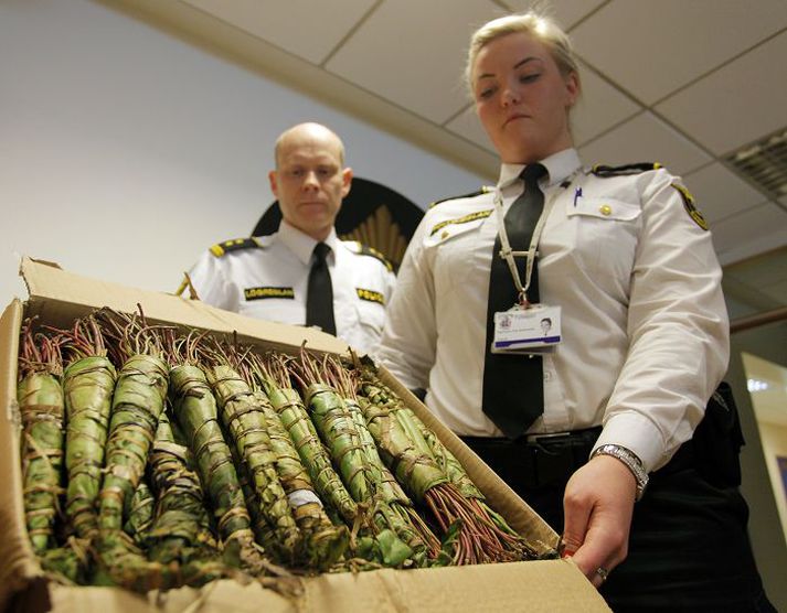 Kílóin sextíu voru ætluð á markað vestanhafs. Í Bretlandi og Hollandi er khat löglegt. Fréttablaðið/valli