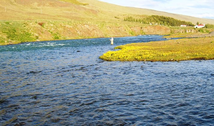 Aðeins 54 laxar veiddust á stangirnar þrjár í Blöndu III í sumar. Hér er veitt neðan Blöndudalshóla.