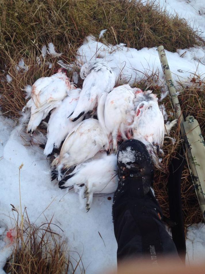 Góð veiði hjá rjúpnaskyttu í dag