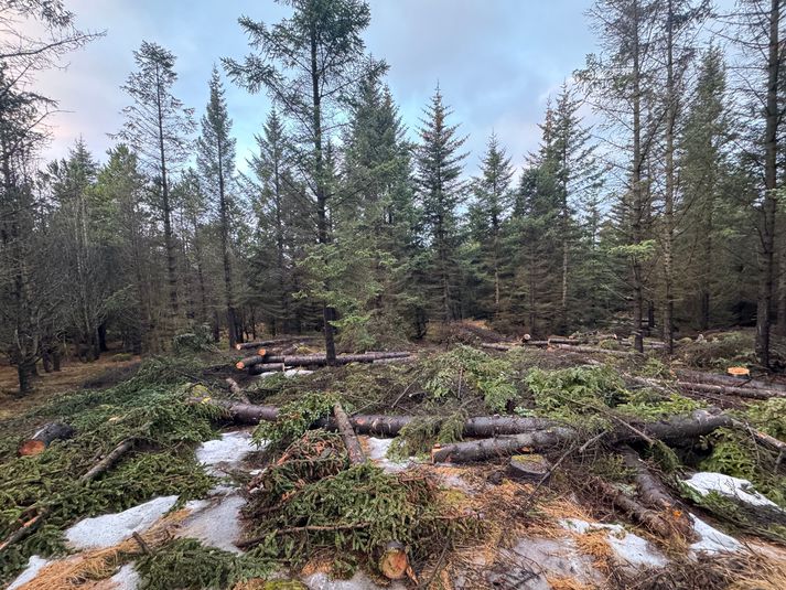 Til skoðunar er að smíða bekki og annað slíkt úr viðnum sem fellur til.