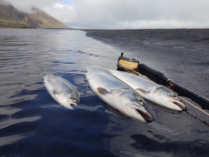 Fallegar sjóbleikjur úr Fögruhlíðará