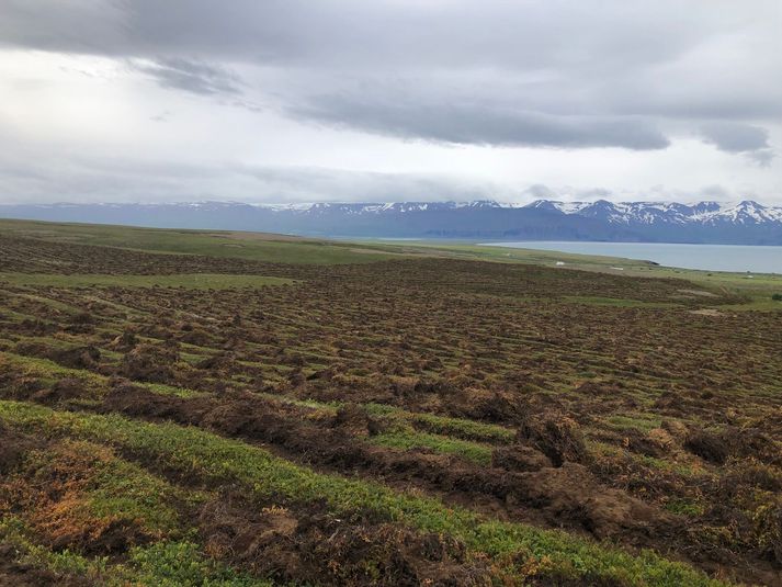 Svon er umhorfs í Saltvíkurbrekkum eftir jarðvinnslu í tengslum við skógrækt á landi Norðurþings. Selja á kolefnisbindingareiningar út á skógræktina.