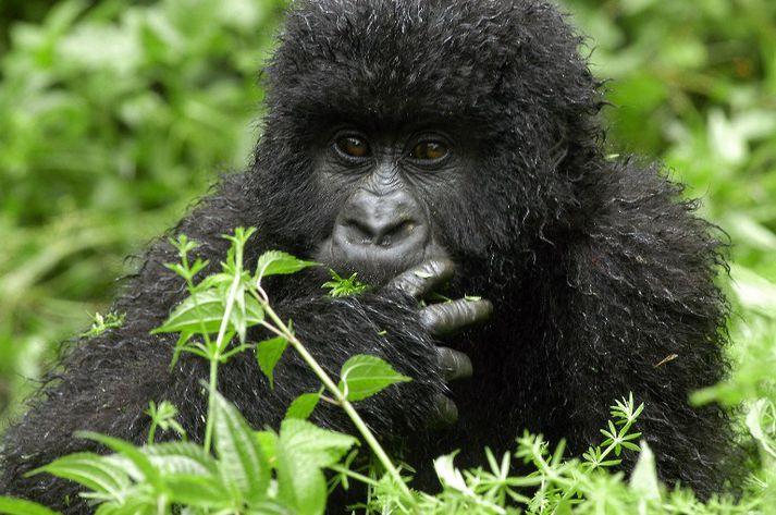 Þjóðgarðurinn Virunga er hvað þekktastur fyrir górillur garðsins.