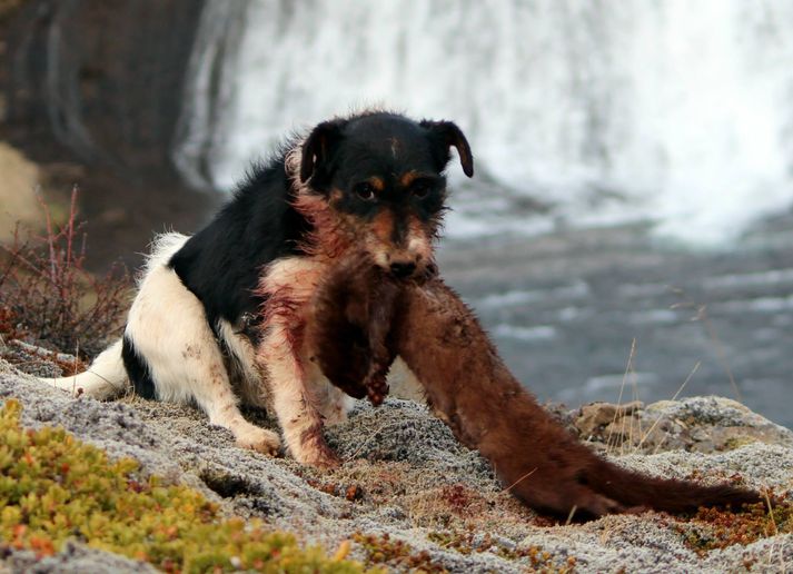 Hundurinn Tyson með í kjafti einn af ótal minkum sem hann hefur drepið um sína daga.