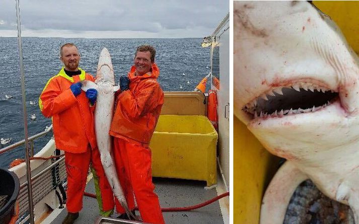 Sjómennirnir kipptu sér lítið upp við það að að hafa fengið einn hættulegasta hákarl í heimi upp í bátinn.