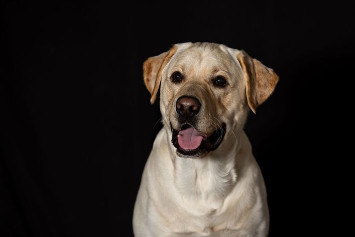 Á myndinni er Labrador retriever. Myndin er úr safni.