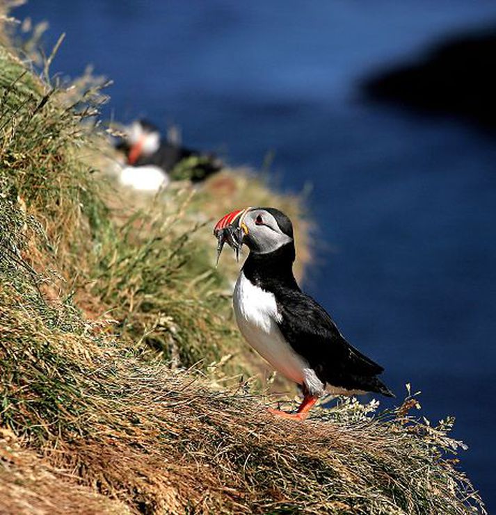 Lundi Eftirspurn eftir reyktum lunda hefur slegið öll met í sumar.