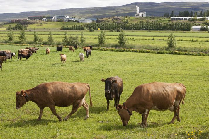 Ferfætlingar og aðrir íbúar Austurlands mega búast við töluverðum hlýindum um helgina.