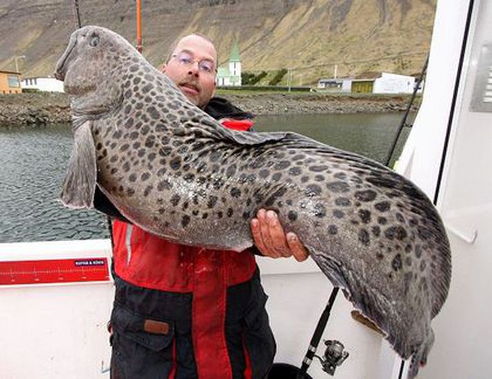 Það veiðast allskona fiskar á sjóstöng. Þessi risahlýri veiddist á sjóstöng á vestfjörðum.