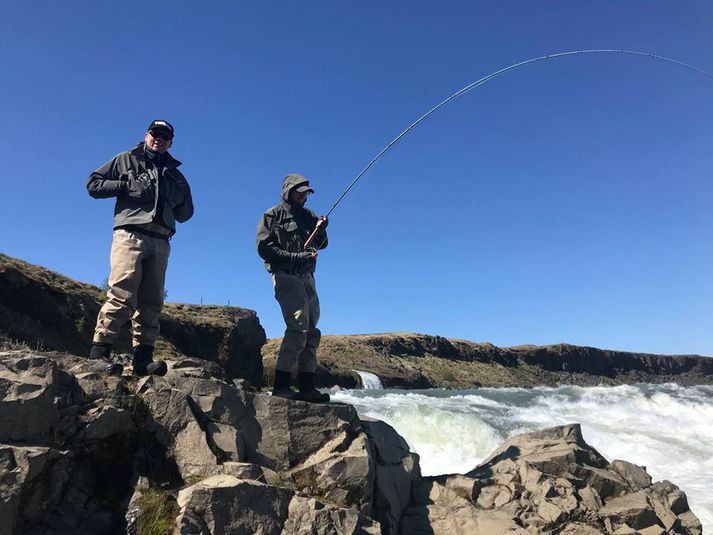 Það eru 160 laxar komnir á land við Urrðafoss.