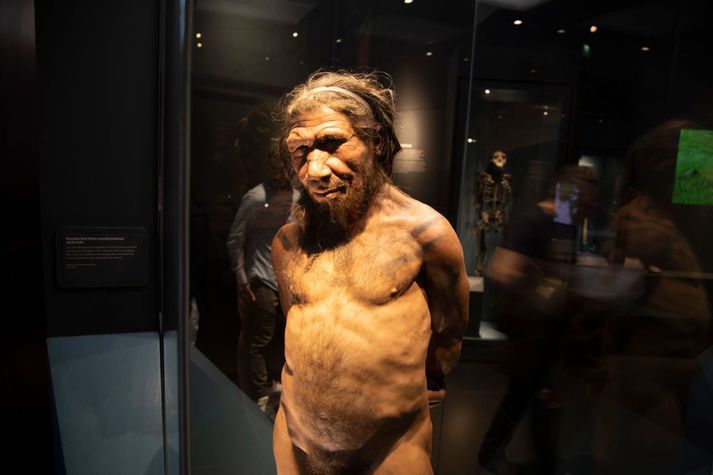 Neanderdalsmaðurinn er hér til sýnis á Náttúruminjasafninu í London. Arfur frá honum er talinn geta aukið líkurnar á því að fólk veikist alvarlega af Covid-19.