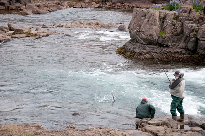 Laxi landað í Kvíslafossi í Laxá í Kjós