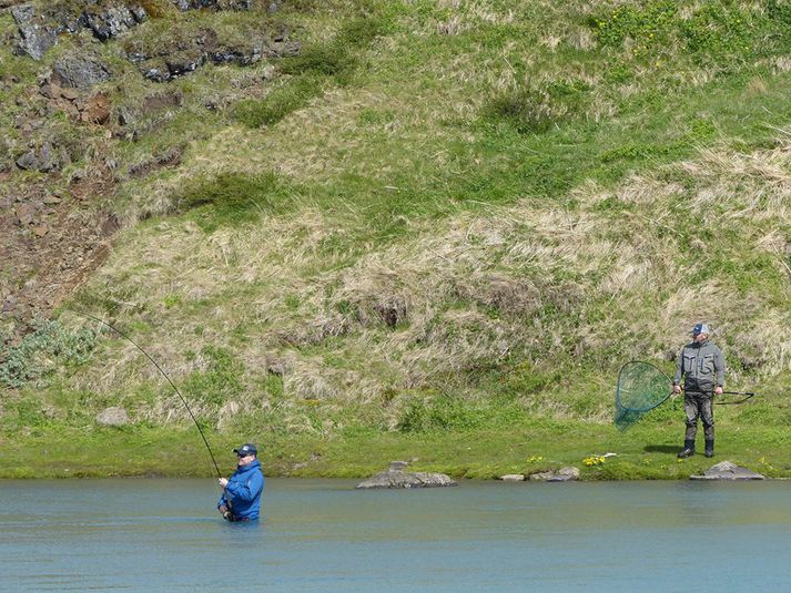 Tekist á við lax á Breiðunni í Blöndu á opnunardaginn.