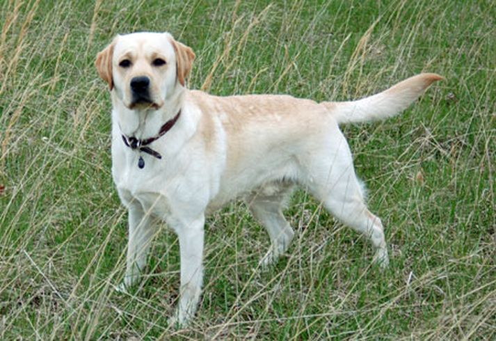 Níu hundar Labradorhundar voru fluttir til landsins á síðasta ári