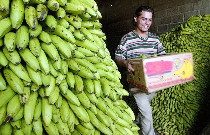 Af bananamarkaði  Hagnaður Chiquita hefur dregist mikið saman í Evrópu vegna hærri tolla á banana frá S-Ameríku.