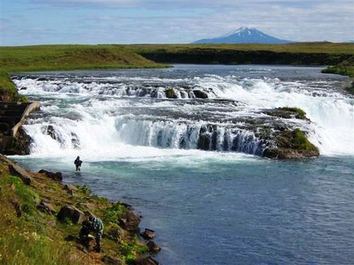 Ytri-Rangá er fyrsta íslenska áin sem fer yfir tvö þúsund laxa í sumar.