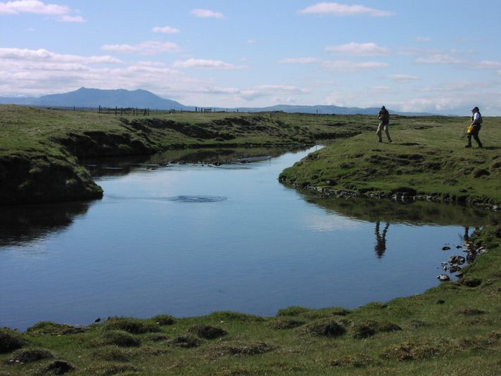 Tekist á við urriða í Minnivallalæk í glampandi sól sem gerir veiðina þar oft erfiða.