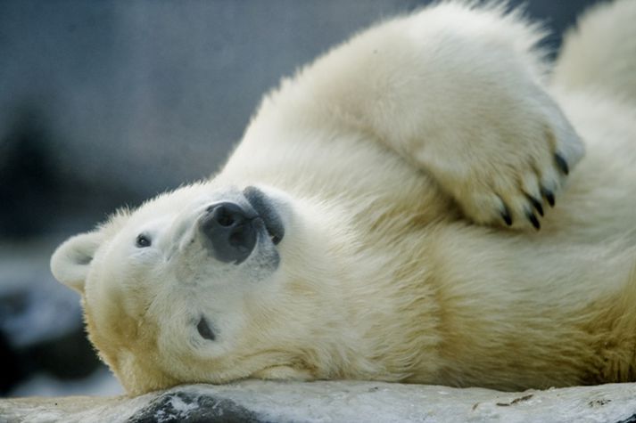 Polar Bears International fullyrða að ísbirnir hafi enga Íslendinga drepið. Mynd/ afp.