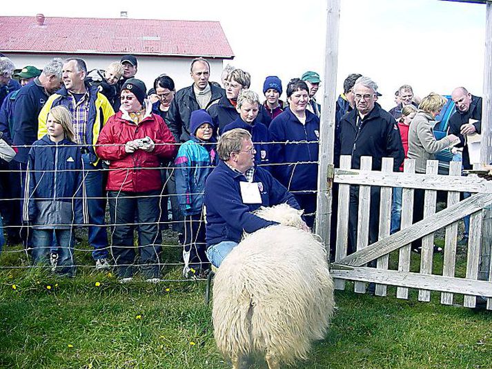 Meistaramótið í fyrra Heimamaður og dýralæknir tóku best á hrútunum á meistaramóti í hrútaþukli.