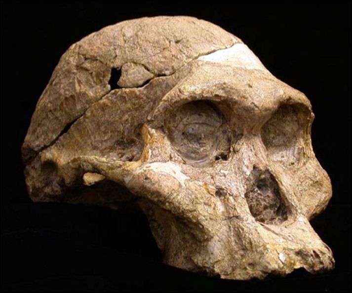 Förukonurnar voru af tegundinni australopithecus africanus.
nordicphotos/AFP