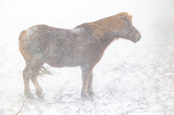 Vetrartíð gerði á Norðurlandi í byrjun júní. Bændur supu seyðið af henni.