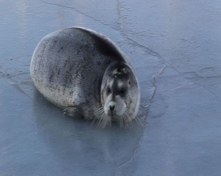 Selurinn í smábátahöfninni í Reykjavík.