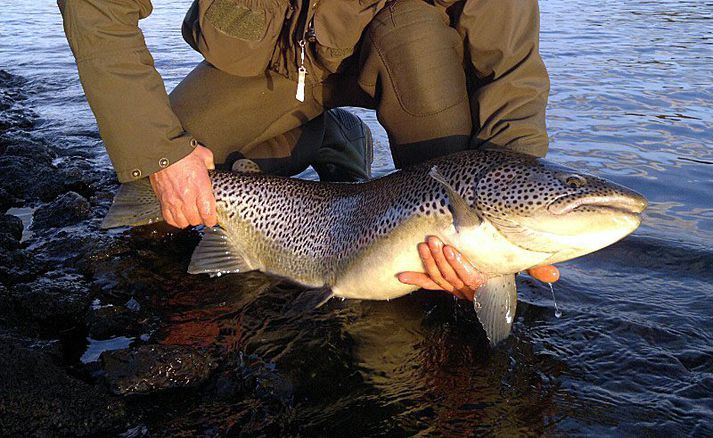 Þessum urriða var sleppt eftir langan bardaga en hann er gott dæmi um glæsileika tegundarinnar.