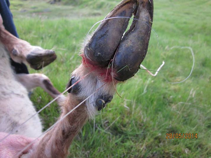 Kindin við Hlíðarvatn var með ljót sár eftir girnið