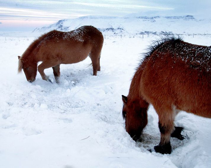 Dýrum á útigangi skal koma í hús ef mögulegt er, eða að öðrum kosti í skjól eftir fremsta megn